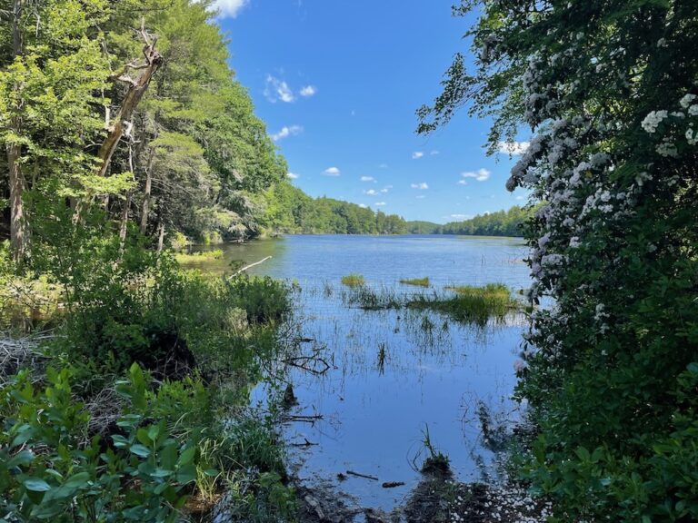 Nipmuck State Forest: Breakneck Pond Trails